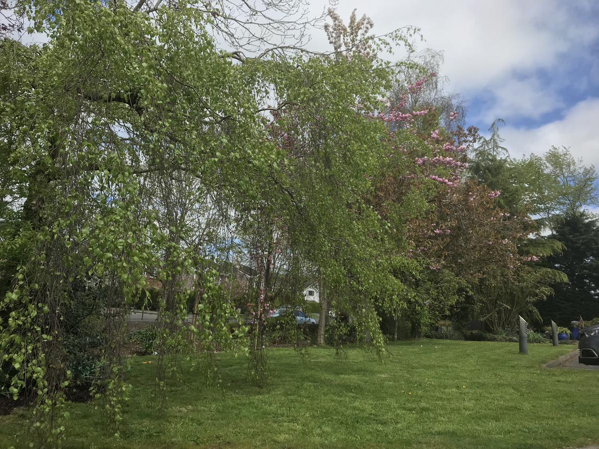 Bramble Lodge Blarney Bagian luar foto